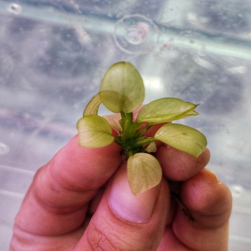 Anubias Broad White 3-4cm