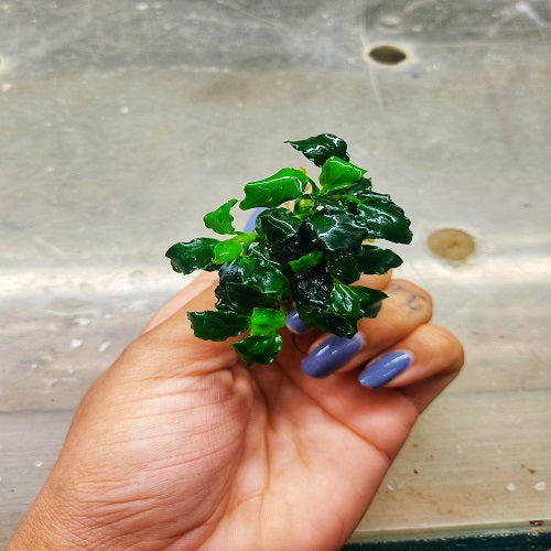 Anubias Kirin