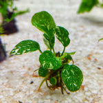 Anubias Marble 4-5cm