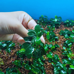 Anubias Petite Japan 6-7cm CN