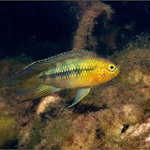 Apistogramma Nanacara 3cm
