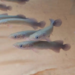 Arapaima 7" (Offer)