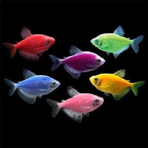 Assorted Color Widow XL