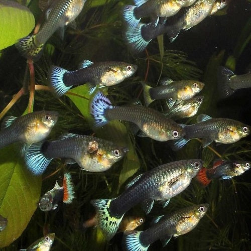 Assorted Guppy Female