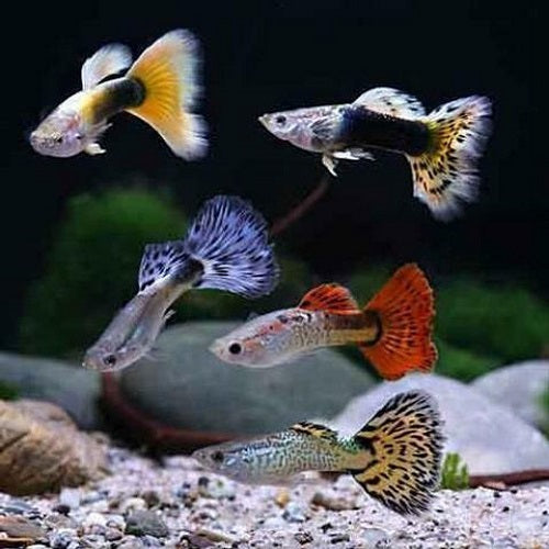 Assorted Guppy Male