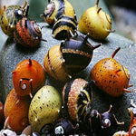 Assorted Horn Nerite Snail (All Size)
