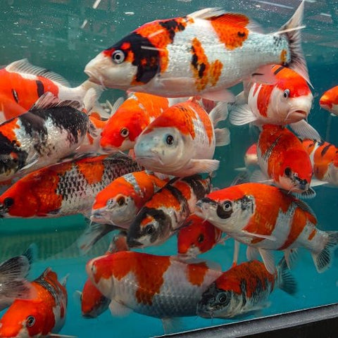 Assorted Koi Carp 14-16cm