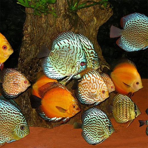 Assorted Mix Discus 2.5-3"