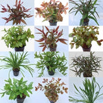 Assorted Pots