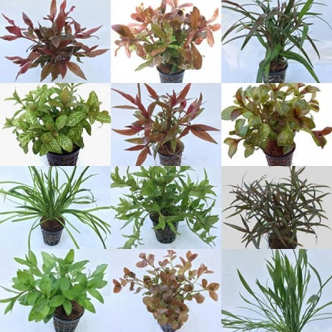 Assorted Pots