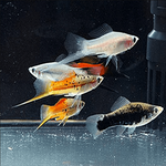 Assorted Swordtail 4cm