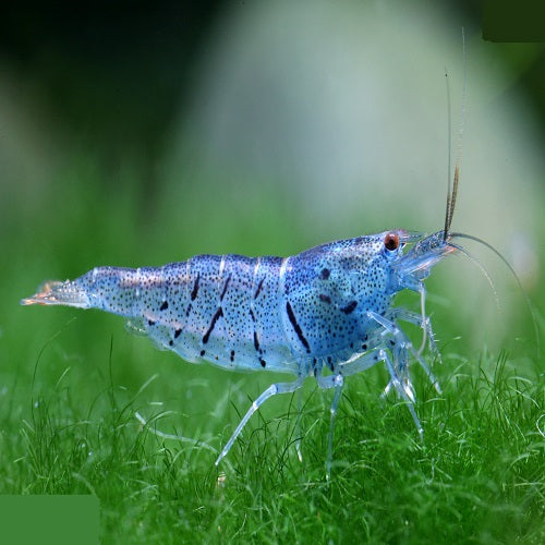 Aura Blue Shrimp