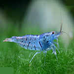 Aura Blue Shrimp