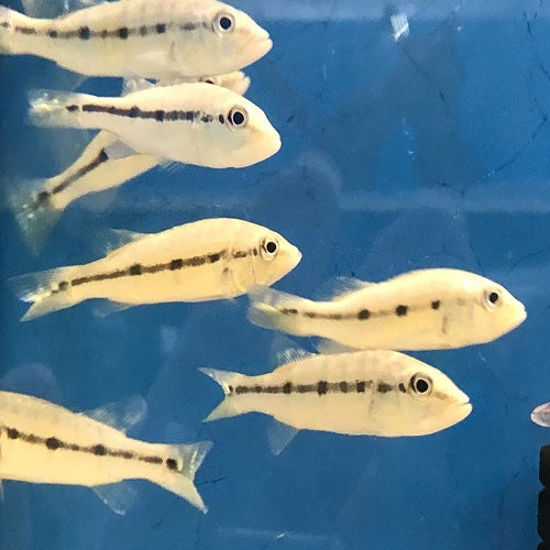 Azul Peacock Bass 5-6cm