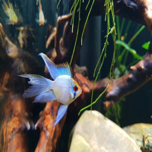 Balloon Electric Blue Veiltail Rama Rosy 4cm