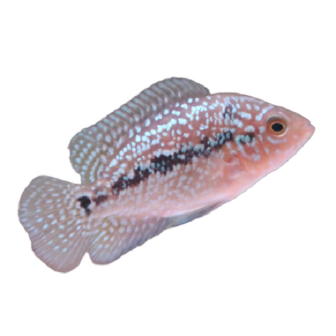 Baby Flowerhorn 1.25-1.5