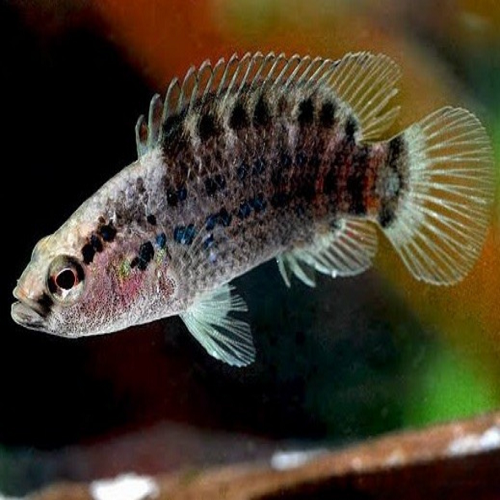 Badis Assamensis 3-4cm