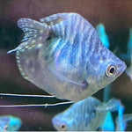 Balloon Blue Marble Gourami 3-3.5cm