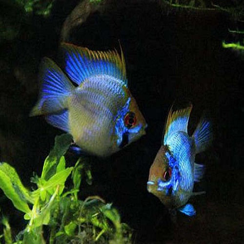 Balloon Electric Blue Rama Rosy 3.5-4cm