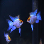 Balloon Electric Blue Red Cap Rama Rosy 3-3.5cm