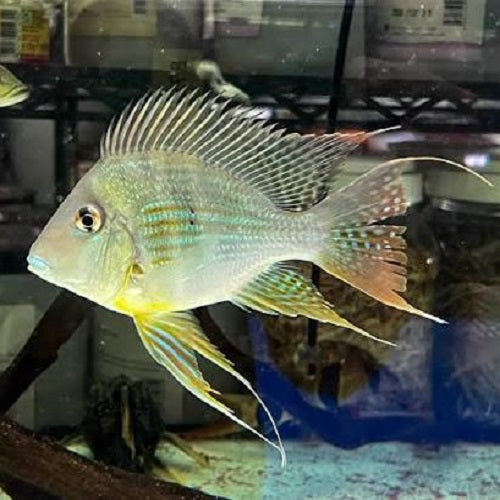 Balloon Geophagus Surinamensis 16-18cm