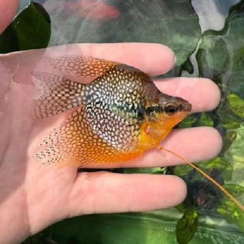Balloon Pearl Gourami 3cm