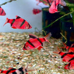 Balloon Red Starfire Barb 2.5cm