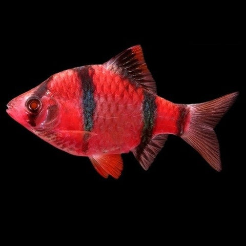 Balloon Starfire Tiger Barb 2.5cm