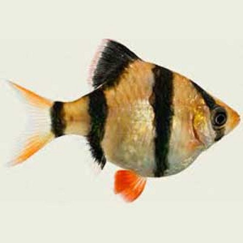 Balloon Tiger Barb 3.5cm