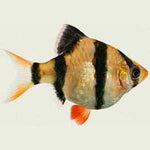 Balloon Tiger Barb 3.5cm