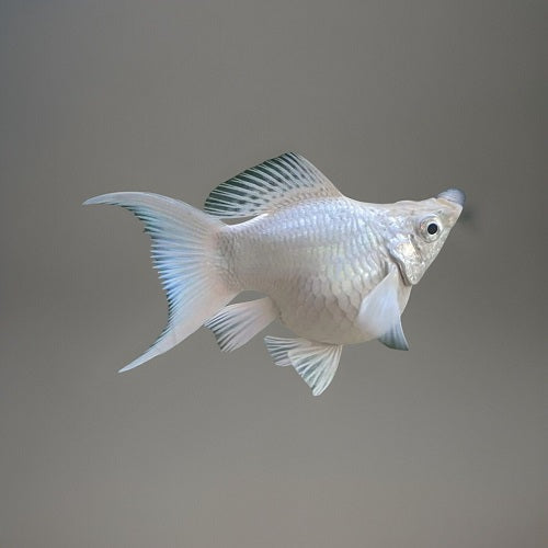 Balloon White Molly 5cm