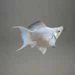 Balloon White Molly 5cm
