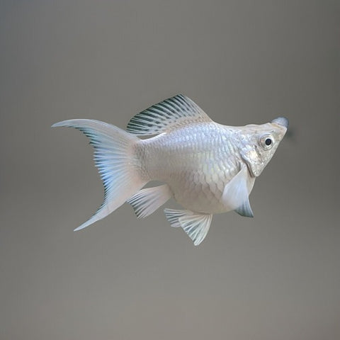 Balloon White Molly 5cm