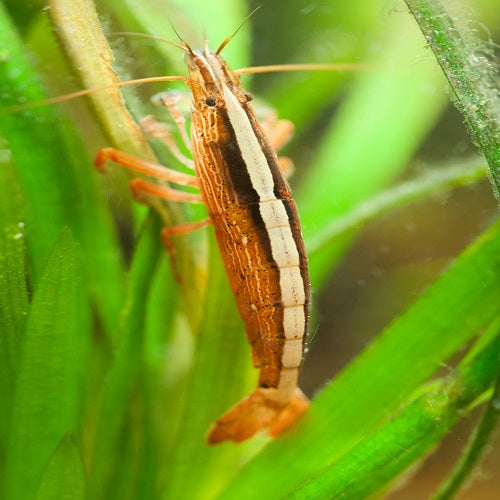 Bamboo Shrimp 4-6cm