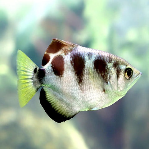 Banded Archer Fish 5.5-6