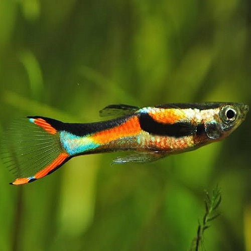 Black Bar Endler Guppy IMP