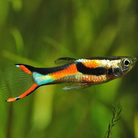 Black Bar Endler Guppy IMP