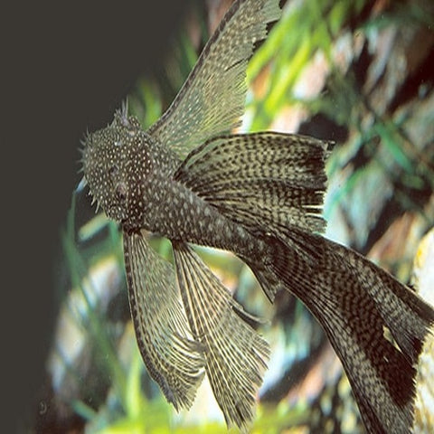 Black Bristlenose Veiltail 1.5-2