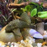 Black Bristlenose 4-5cm IMP