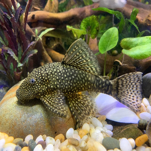 Black Bristlenose 4-5cm IMP
