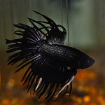 Black Crowntail Bettas