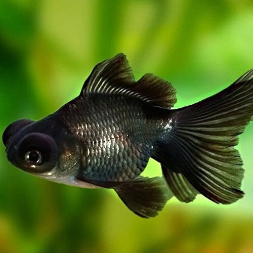Black Gold Fish 8-9cm