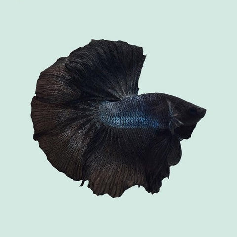 Black Half Moon Bettas