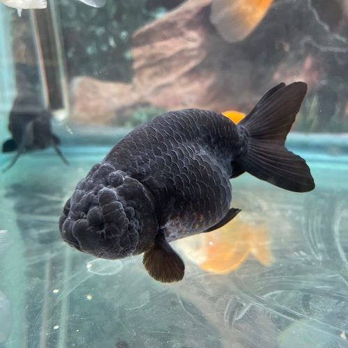 Black Ranchu Gold 4-5cm IMP