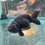 Black Ranchu Gold 4-5cm IMP