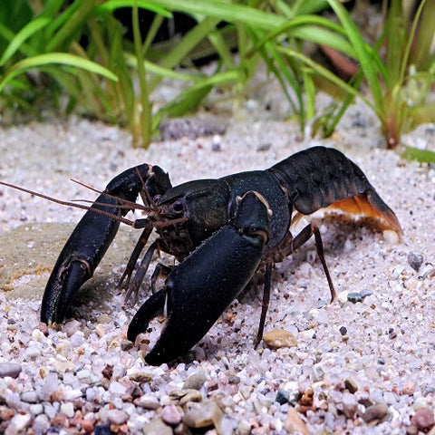 Black Lobster L
