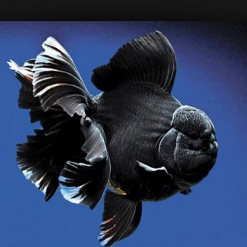 Black Oranda Gold 8-9cm IMP