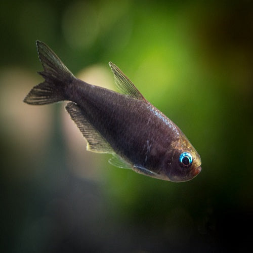 Black Palmeri Tetra 2cm