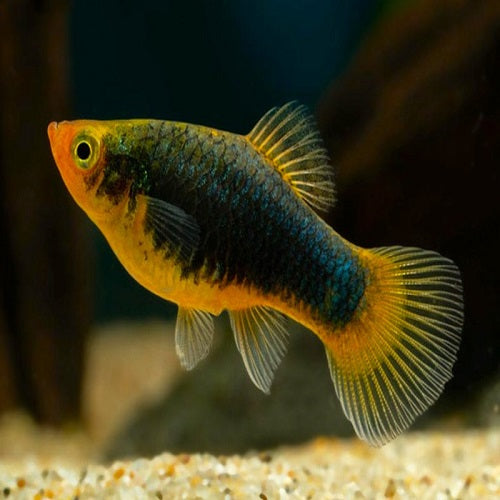 Black Peacock Platy 3-3.5cm