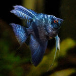 Black Pinoy Angel 2.5"
